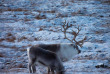 Norvège - Excursion Sami et Rennes © Hakon Daae Brensholm