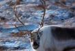 Norvège - Excursion Sami et Rennes © Hakon Daae Brensholm