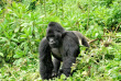 Ouganda - extension gorilles charme - Mahogany Springs Lodge