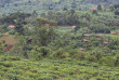 Ouganda - extension gorilles charme - Mahogany Springs Lodge