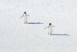 Croisières PONANT - Antarctique - Expédition sur les traces de Scott et Shackleton © Studio Ponant