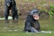 Congo - Croisière Expédition dans le Bassin du Congo ©Shutterstock, Sergey  Uryadnikov