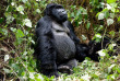 Rwanda - Gorilles du parc des Volcans