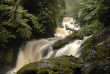 Rwanda - Gorilles du parc des Volcans