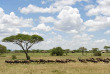 Tanzanie - Serengeti centre nord - Ikoma Tented Camp