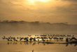Tanzanie - Serengeti sud - Ndutu Safari Lodge