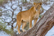 Tanzanie - Lake Manyara © Shutterstock, steve lagreca