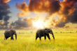 Tanzanie - Serengeti © Shutterstock, oleg znamenskiy