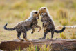 Tanzanie - Serengeti © Shutterstock, gudkov andrey