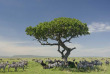 Tanzanie - Serengeti