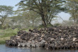 Tanzanie - Serengeti - Grande migration ©Shutterstock, eric isselee