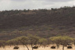 Tanzanie - Serengeti - Kati Kati Camp