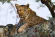 Tanzanie - Serengeti ©Shutterstock, gudkov andrey