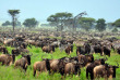 Tanzanie - Serengeti - grande migration