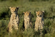 Tanzanie - Serengeti ©Shutterstock, eric isselee