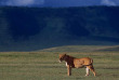 Tanzanie - Cratère du Ngorongoro