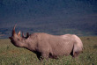 Tanzanie - Cratère du Ngorongoro