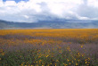 Tanzanie - Cratère du Ngorongoro