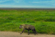 Tanzanie - Cratère du Ngorongoro