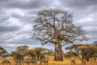 Tanzanie - Tarangire © Shutterstock, lmspencer