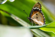 Tanzanie - Zanzibar - Parc national de Jozani et Butterfly Centre ©Shutterstock, Ventura