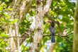 Tanzanie - Zanzibar - Parc national de Jozani et Butterfly Centre ©Shutterstock, Sander Meertins photography