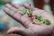 Tanzanie - Zanzibar - Visite guidée à la découverte des épices de Zanzibar ©Shutterstock, Michael Zech Fotografie