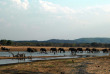 Zambie - Parc national du South Luangwa ©Kafunta Safaris