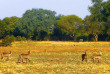 Zambie - Parc national du South Luangwa - Three Rivers Camp