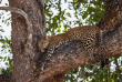 Zambie - Parc national du South Luangwa ©Kafunta Safaris