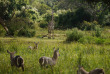 Zambie - Parc national du South Luangwa ©Kafunta Safaris