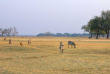 Zambie - Parc national du South Luangwa ©Shutterstock, Plusone