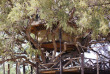 Zimbabwe - Hwange National Park - The Hide Safari Camp - Tree House