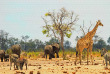 Zimbabwe - Hwange National Park ©Shutterstock, Paula French