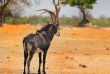 Botswana - Parc national de Hwange - ©Shutterstock, Paula French