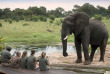 Zimbabwe - Hwange - Somalisa Camp et Acacia