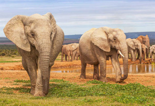 Afrique du Sud - Parc national Addo Elephant- ©Jenman African Safaris
