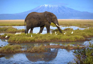 Kenya - Parc national Amboseli ©Shutterstock, andrzej kubik