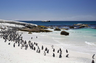 Afrique du Sud - Cape Town - Colonie de manchots - ©Shutterstock, Himanshu Saraf