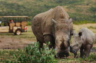 Afrique du Sud - Hluhluwe  ©Rhino Ridge Safari Lodge