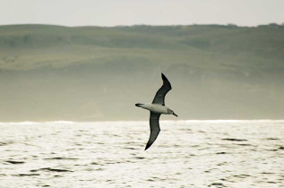 Afrique du Sud - Knysna - Croisière Observation des baleines à Knysna - ©Ocean Odyseey
