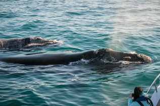 Afrique du Sud - Knysna - Croisière Observation des baleines à Knysna - ©Ocean Odyseey