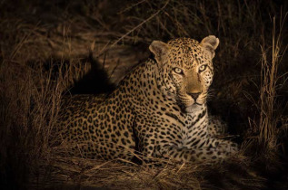 Afrique du Sud - Kruger passion ©Shutterstock Tony Campbell