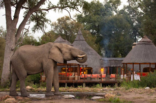 Afrique du Sud - Imbali Private Concession - Hoyo Hoyo Safari Lodge