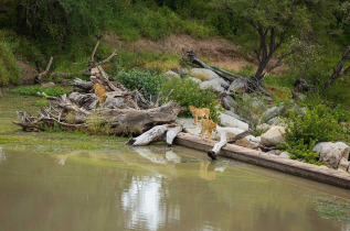 Afrique du Sud - Imbali Private Concession - Hamiltons Tented Camp
