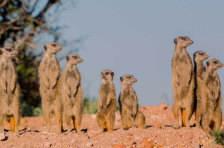 Afrique du Sud - Oudtshoorn - Buffelsdrift Game Lodge - Safari Suricates