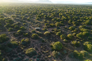 Afrique du Sud - Oudtshoorn - Buffelsdrift Game Lodge - Safari
