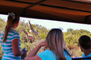 Afrique du Sud - Oudtshoorn - Buffelsdrift Game Lodge
