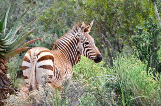 Afrique du Sud - Oudtshoorn - Buffelsdrift Game Lodge - Safari