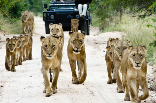 Afrique du Sud - Sabi Sabi Private Game Reserve - Sabi Sabi Little Bush